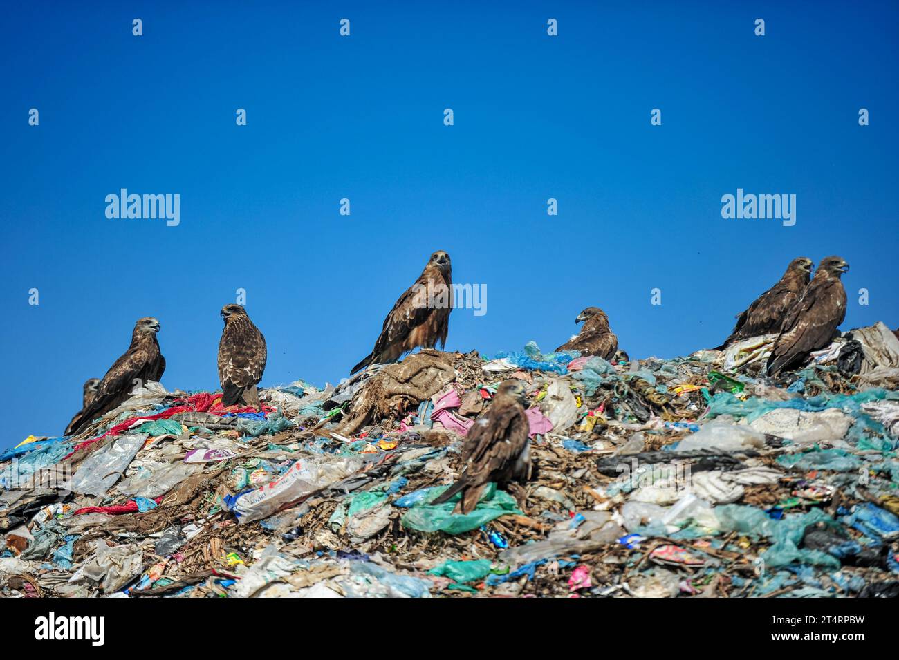 1. November 2023 Sylhet-Bangladesch: Falcon Hawks auf Sylhets Mülldeponie Parairchak in Sylhet von Bangladesch. Sie suchen nach Nahrung aus dem übrig gebliebenen Dreck. Sie spielen auch eine Rolle im ökologischen Zyklus. Der Falke ist ein täglicher Raubvogel in der Familie Falconidae der Klasse Ciconiiformes. Von 9 Arten Bangladeschs sind 5 Arten wandernd. Unter ihnen gilt der Dünenfalkenvogel als fast ausgestorbene Vogelart in der Tierwelt. Falcon Hawks sind auch für viele Bauern ein großer Gewinn, denn sie töten Millionen von Tieren und Insekten, die die Ernte zerstören. Am 1. November 2023 Sylhet, Banglad Stockfoto