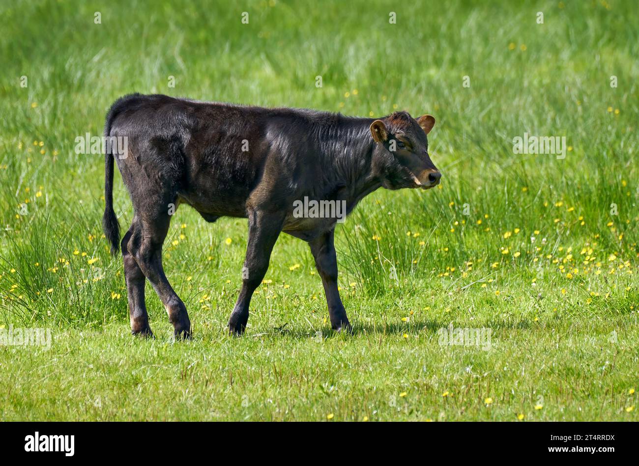 Junger dunkelbrauner Stier, der über eine idyllische sonnige Wiese spaziert Stockfoto
