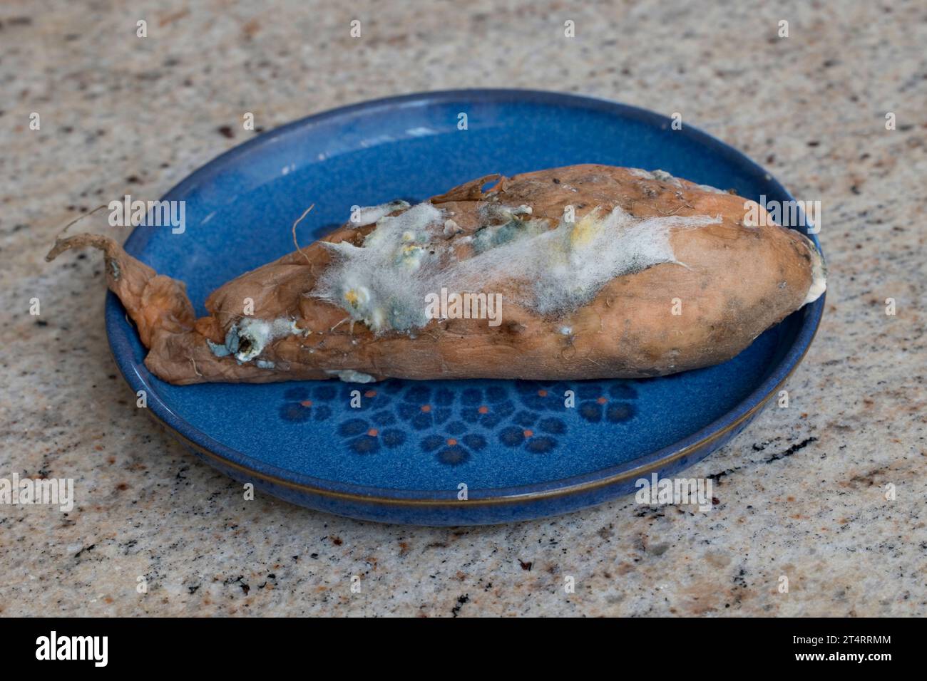 Pilzwachstum auf alter Süßkartoffel UK Stockfoto