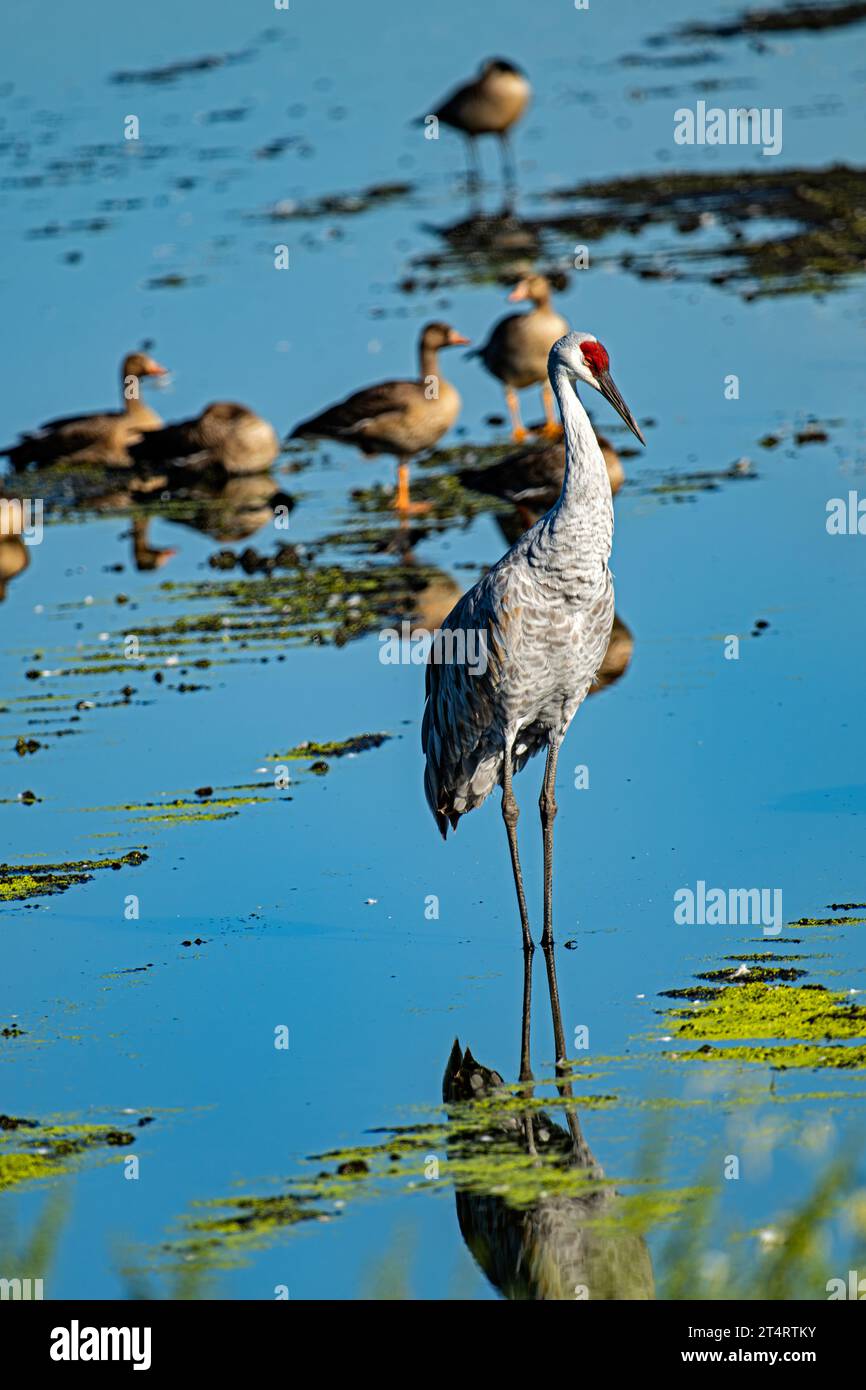 Sandhill Crane, Staten Island, Kalifornien Stockfoto