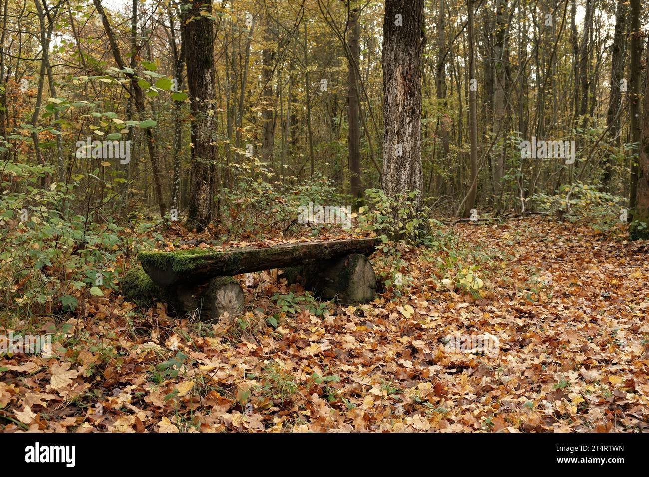 Alte Holzbank im Wald in Herbstzeit mit Laub Stockfoto
