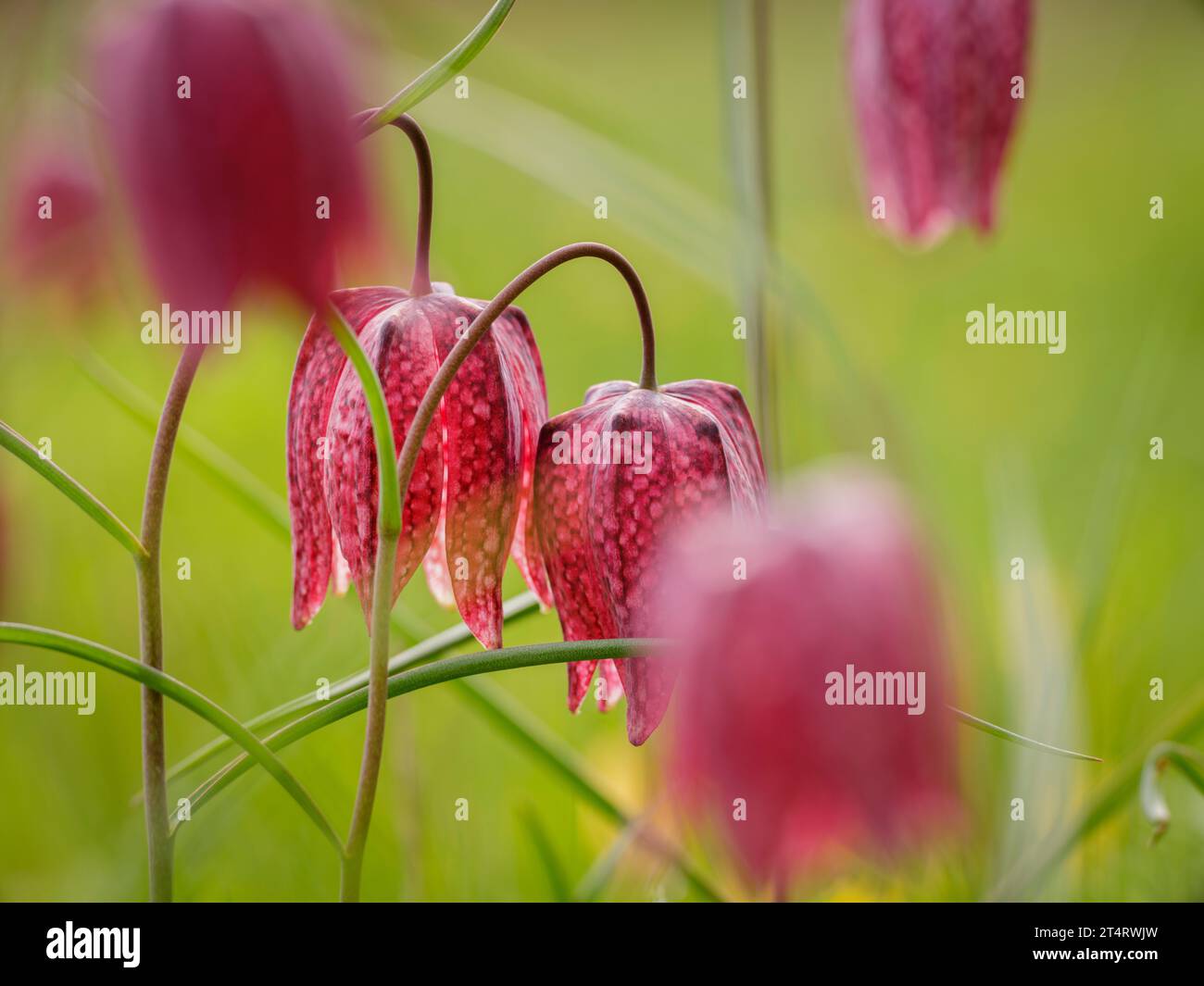 Snakes Head Fritillaries in Clattinger Meadow, Wiltshire, Großbritannien Stockfoto
