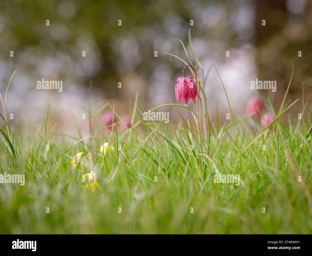 Snakes Head Fritillaries in Clattinger Meadow, Wiltshire, Großbritannien Stockfoto