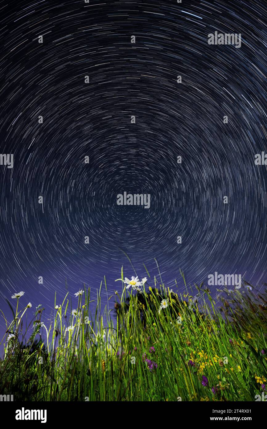Ox-Eye-Gänseblümchen, auch bekannt als Mond-Penny, fotografiert mit einem langen Belichtungszeitraffer, der Sternversuche am Nachthimmel bei rotierender Erde ermöglicht. Stockfoto