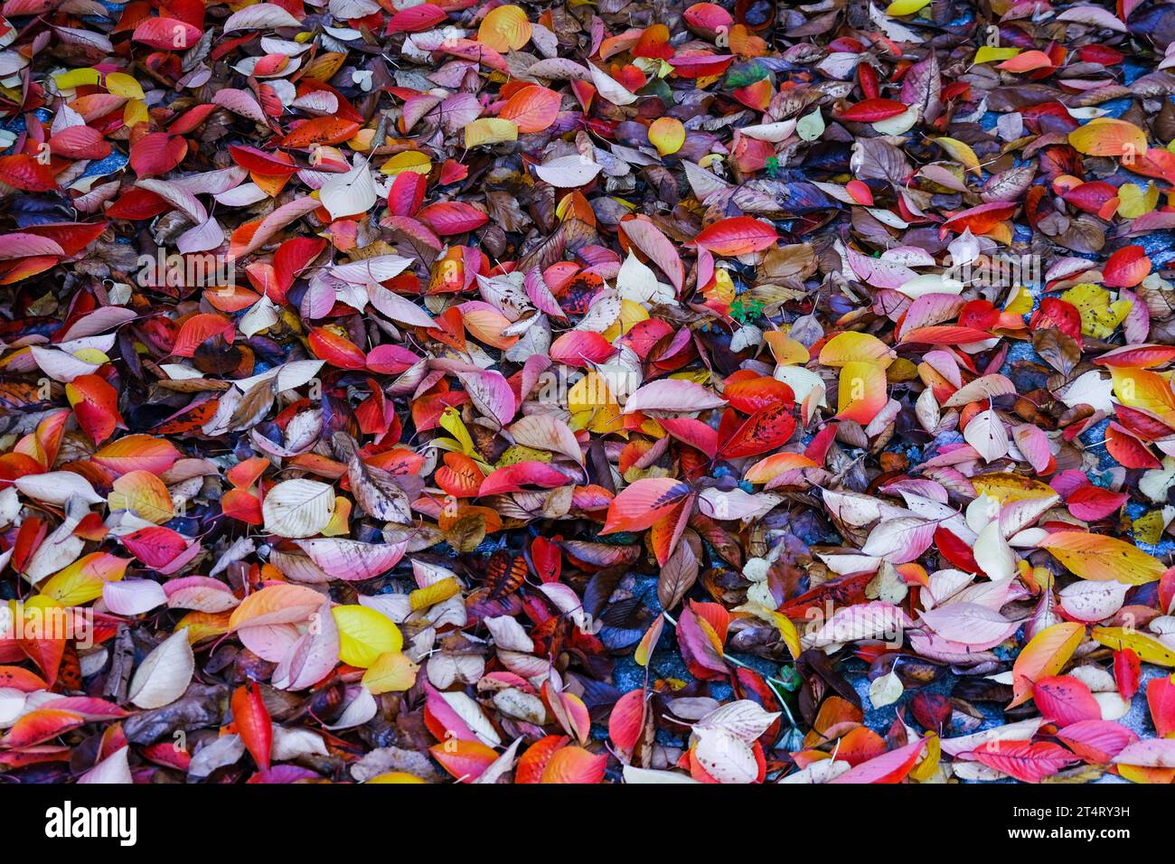 Düsseldorf 01.11.2023 Herbstlaub Herbst Herbstfarben Baum Bäume Laubbaum Laubbäume Herbstsonne Herbstwetter Herbstblätter Rutschgefahr Glätte Unfallgefahr Unfallversicherung Berufsgenossenschaft Auto Bremsweg Düsseldorf Nordrhein-Westfalen Deutschland *** Düsseldorf 01 11 2023 Herbstlaub Herbstfarben Bäume Laubbäume Laubbäume Herbst Sonne Herbst Wetter Herbst Blätter rutschige Hanglage Unfallgefahr Unfallversicherung Berufsverband Auto Bremsweg Düsseldorf Nordrhein-Westfalen Deutschland Credit: Imago/Alamy Live News Stockfoto