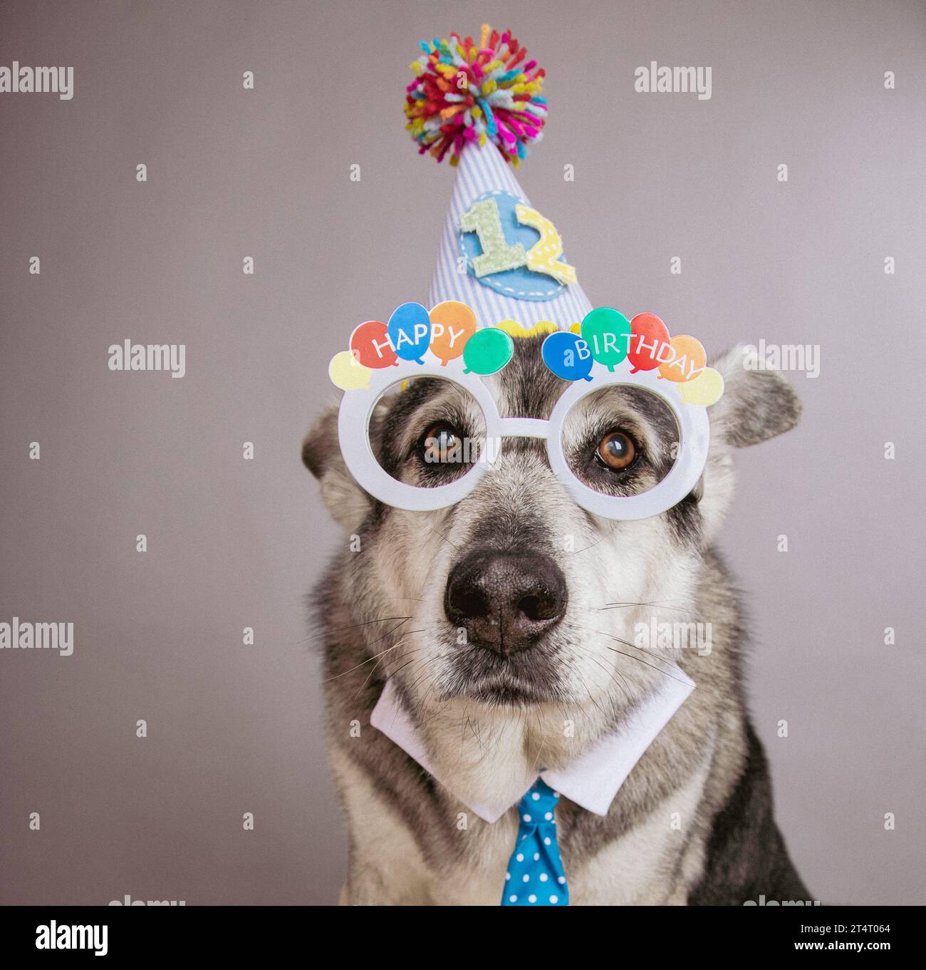 Porträt eines alten Schäferhunds mit Geburtstagsfeiermütze, mit der Nummer 12, Neuheitsbrille und Hemd und Krawatte Stockfoto