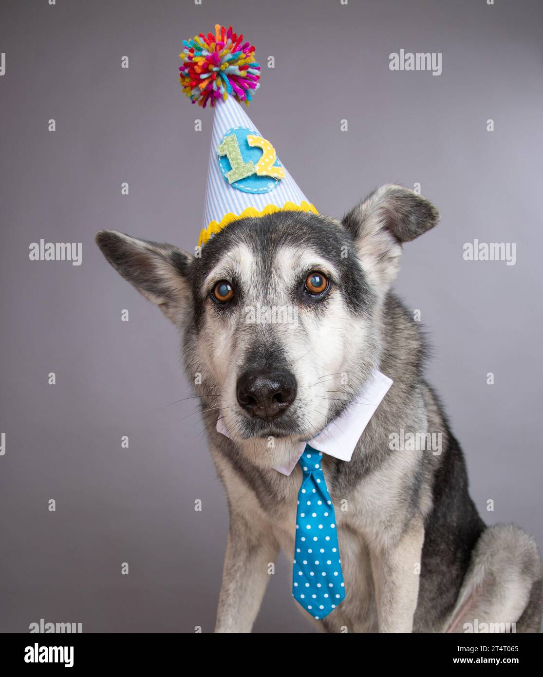 Porträt eines alten Schäferhunds mit Partyhut und Nummer 12, Hemd und Krawatte Stockfoto
