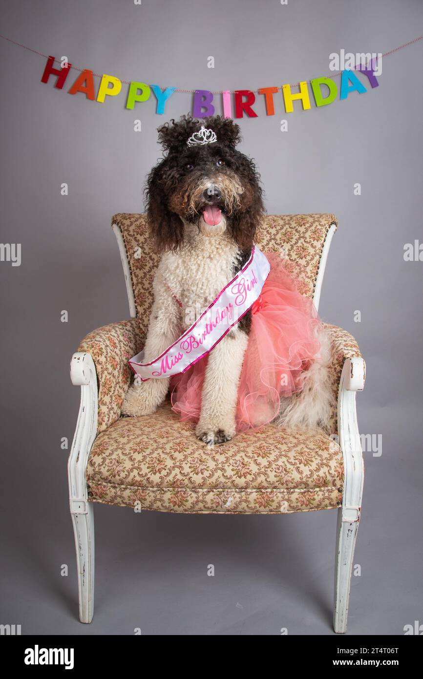 Porträt eines Bernedoodle-Hundes, der auf einem Stuhl sitzt und Krone und Tutu vor einem Happy-Geburtstagsbanner trägt, das an einer Wand hängt Stockfoto