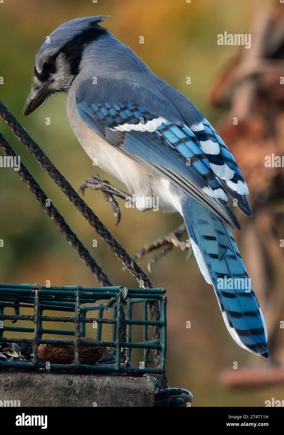 Ein Buejay auf dem Deck mit einer Nuss Stockfoto