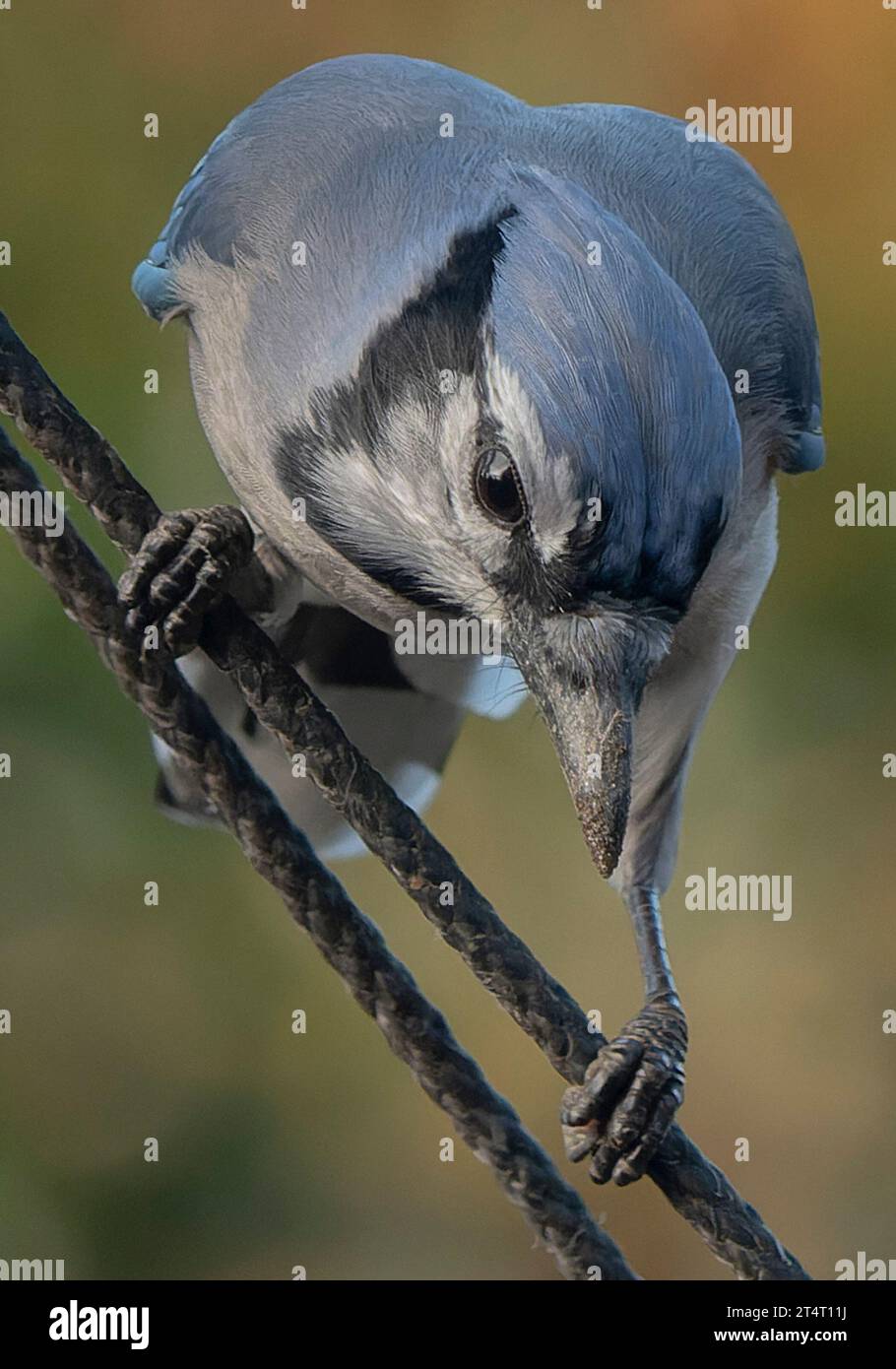 Ein Buejay auf dem Deck mit einer Nuss Stockfoto
