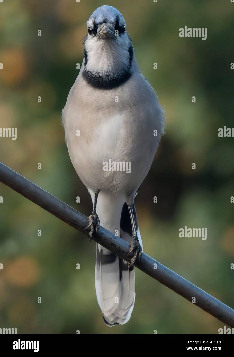 Ein Buejay auf dem Deck mit einer Nuss Stockfoto