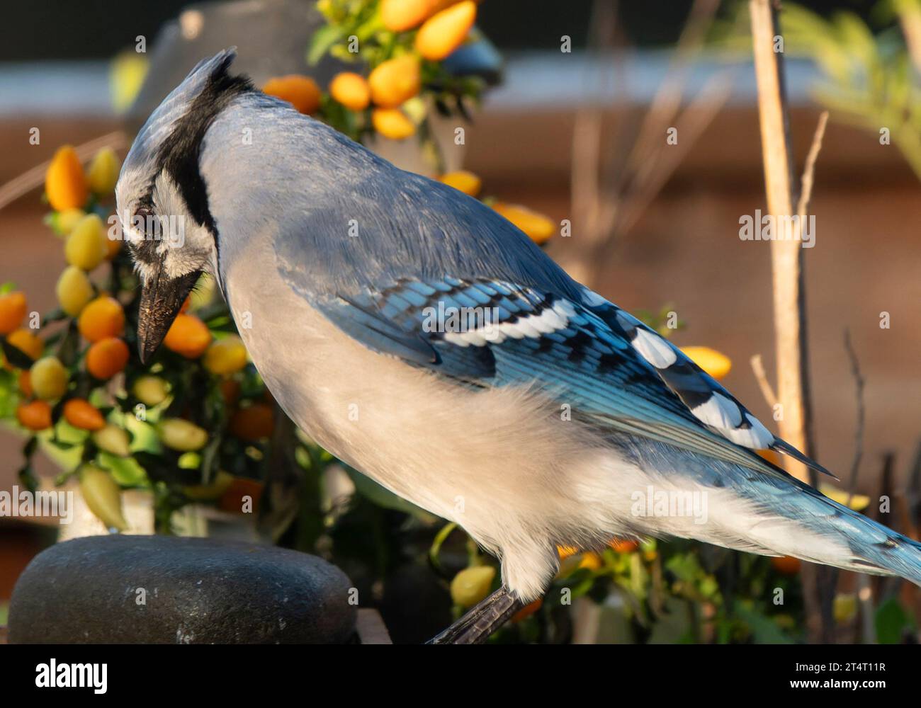 Ein Buejay auf dem Deck mit einer Nuss Stockfoto