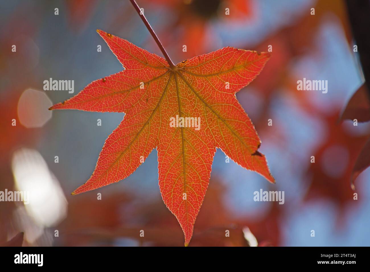Bunte, helle Herbstblätter 14511 Stockfoto