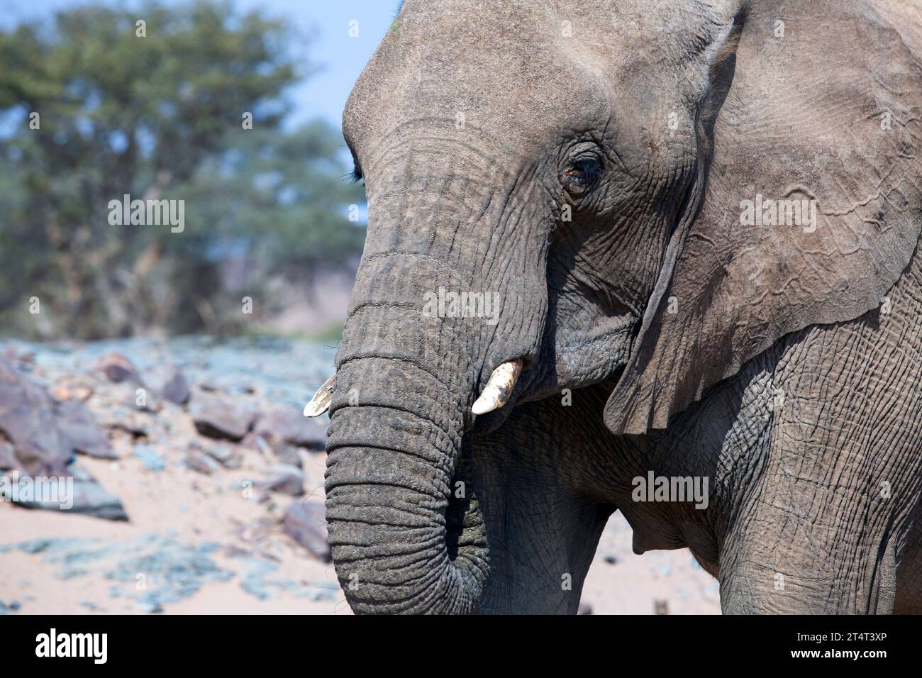 Wilder afrikanischer Elefant aus nächster Nähe, Botswana, Afrika Stockfoto