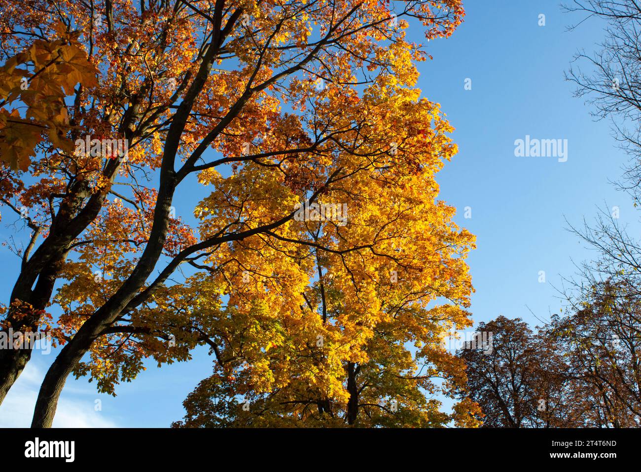 Die Textur gelber Herbstblätter vor dem blauen Himmel. Ein sonniger Tag im Wald Stockfoto