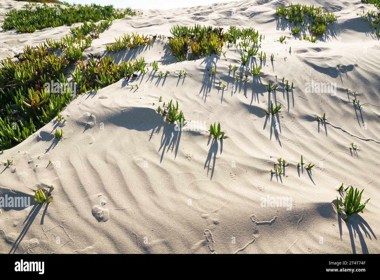 Eine Eispflanze am Strand. Sanddünen und einheimische Pflanzen an der kalifornischen Zentralküste. Stockfoto