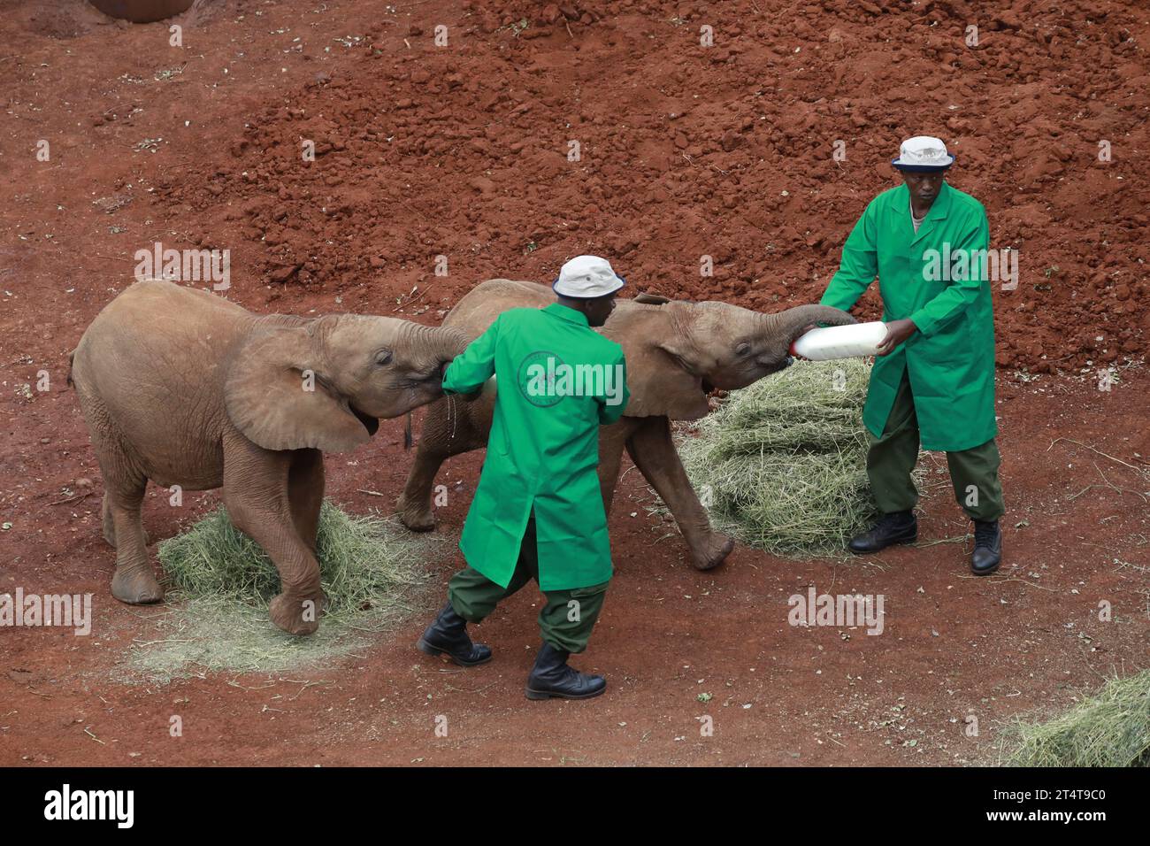 Nairobi, Kenia. November 2023. Elefantenpfleger füttern Elefantenbabys mit Milch in der Sheldrick Trust Foundation, wo König Charles III. Und Königin Camilla mehr über die Stiftung erfahren. Königin Camilla und König Karl III. Sind auf Einladung von Präsident William Ruto zu einem Staatsbesuch in Kenia. (Foto: John Ochieng/SOPA Images/SIPA USA) Credit: SIPA USA/Alamy Live News Stockfoto