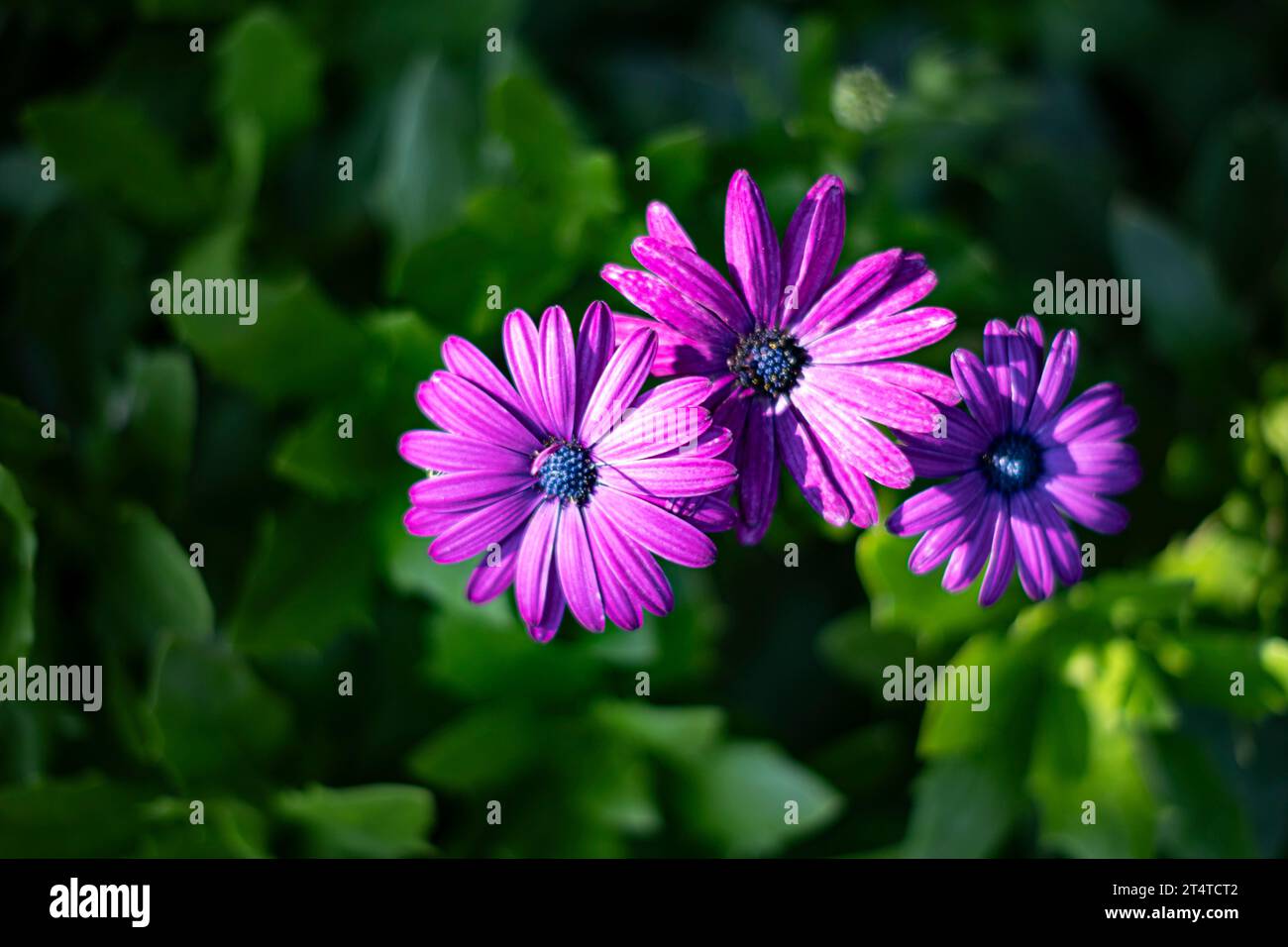 Lila Osteospermum schöne afrikanische Gänseblümchenblume in Blüte auf einem grünen Blumenbeet Hintergrund Stockfoto