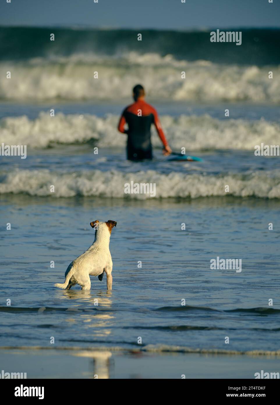 Am Ufer eines Strandes sieht ein kleiner Hund, wie sein Besitzer ins Meer geht, um Wellen zu fangen, eine zarte Szene, die an Stränden üblich ist, an denen man surfen kann. Stockfoto