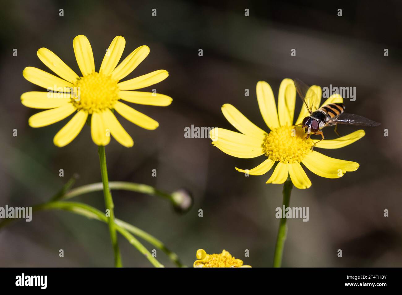 Australische Biene ernährt sich von kleinen gelben Blüten Stockfoto