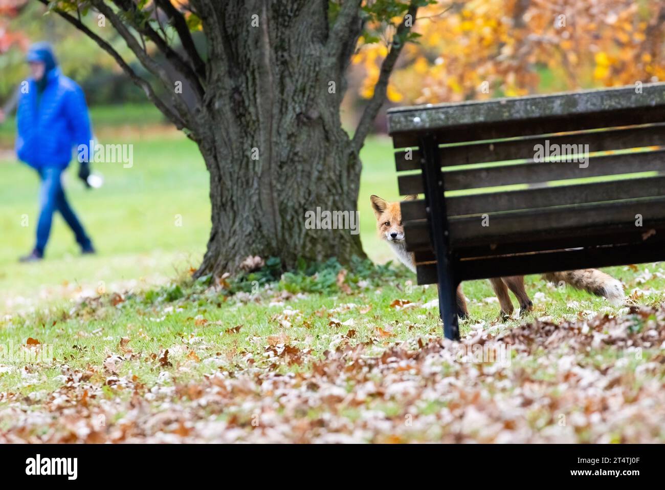 Stadtfuchs im Herbstpark Stockfoto
