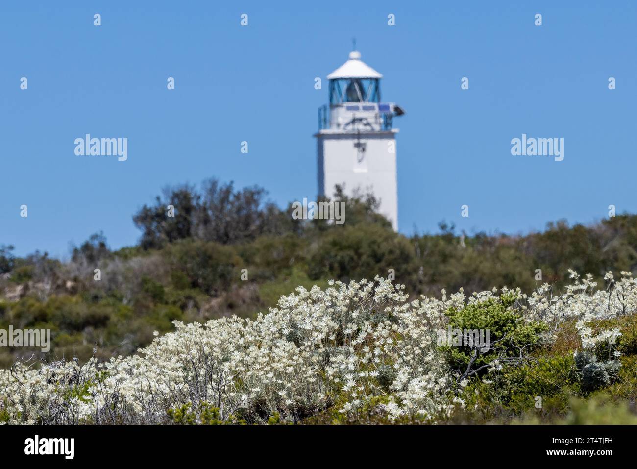 Flanell Flowers und Cape Bailey Lighthouse; Kamay National Park Sydney Australien Stockfoto