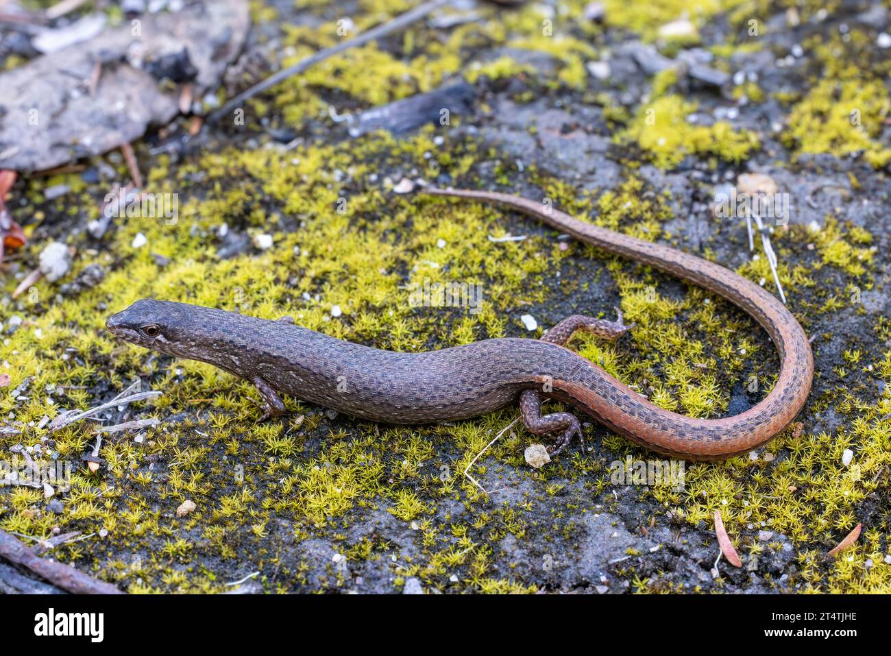 Australischer Weasel Skink auf moosigem Boden Stockfoto