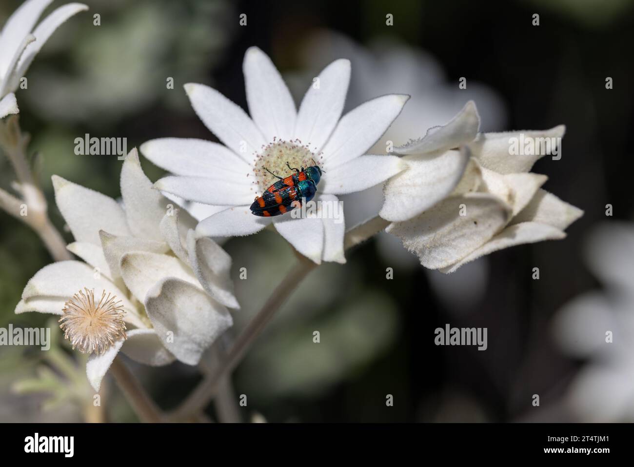 Australische Flanellblumen mit Käfer, der sich von Nektar ernährt Stockfoto