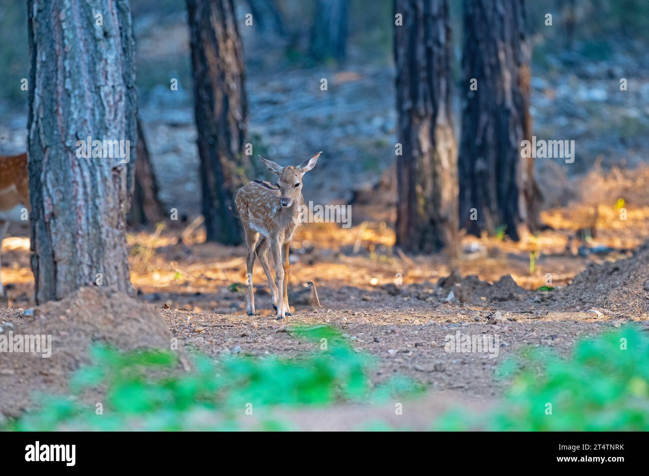 Baby-Damhirsch, der im Wald wandert (Dama dama) Stockfoto