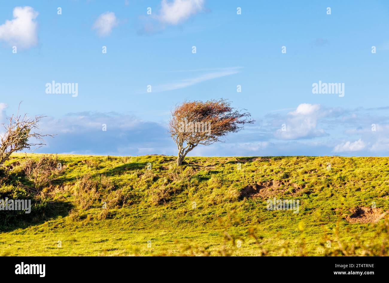 Windgepeitschte Weißdornbäume (Krataegus), die sich an einem sonnigen Tag mit blauem Himmel im Cuckmere Haven im Seaford Head Nature Reserve mit dem vorherrschenden Wind neigen Stockfoto