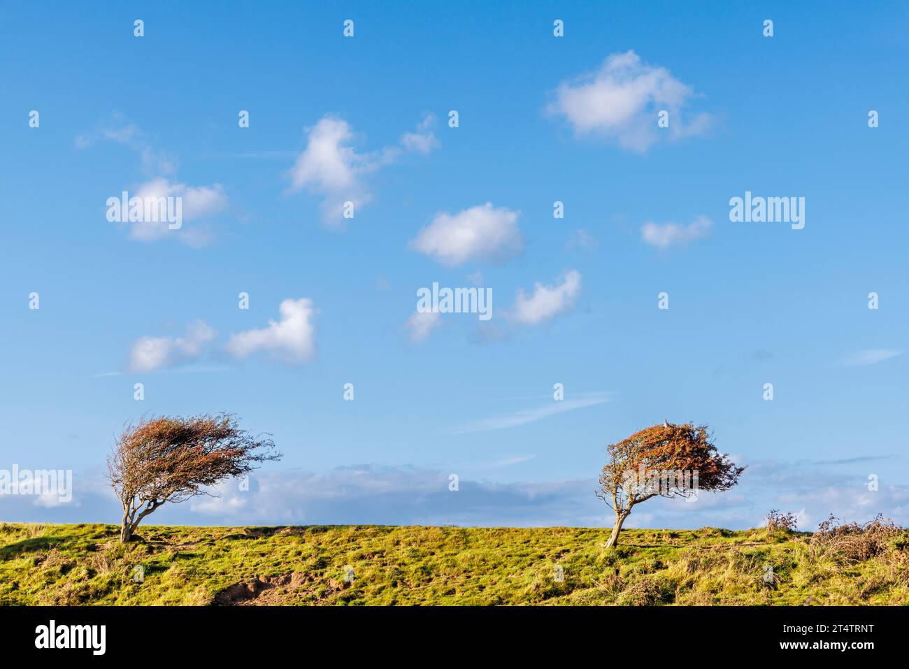 Windgepeitschte Weißdornbäume (Krataegus), die sich an einem sonnigen Tag mit blauem Himmel im Cuckmere Haven im Seaford Head Nature Reserve mit dem vorherrschenden Wind neigen Stockfoto