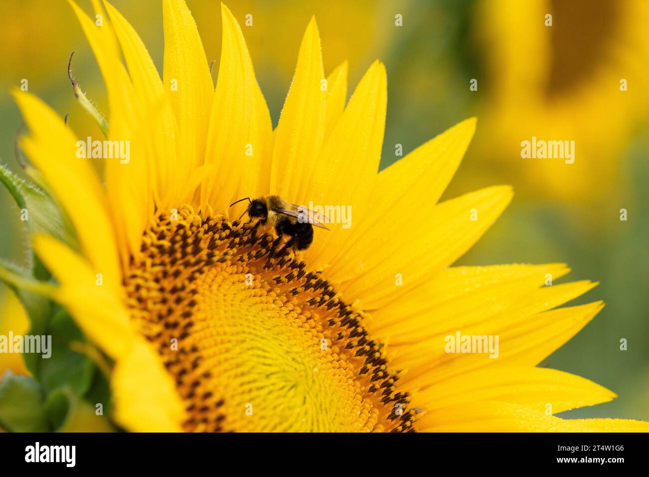 Profil einer Biene, die auf dem Gesicht einer Sonnenblume kriecht; Makro Stockfoto