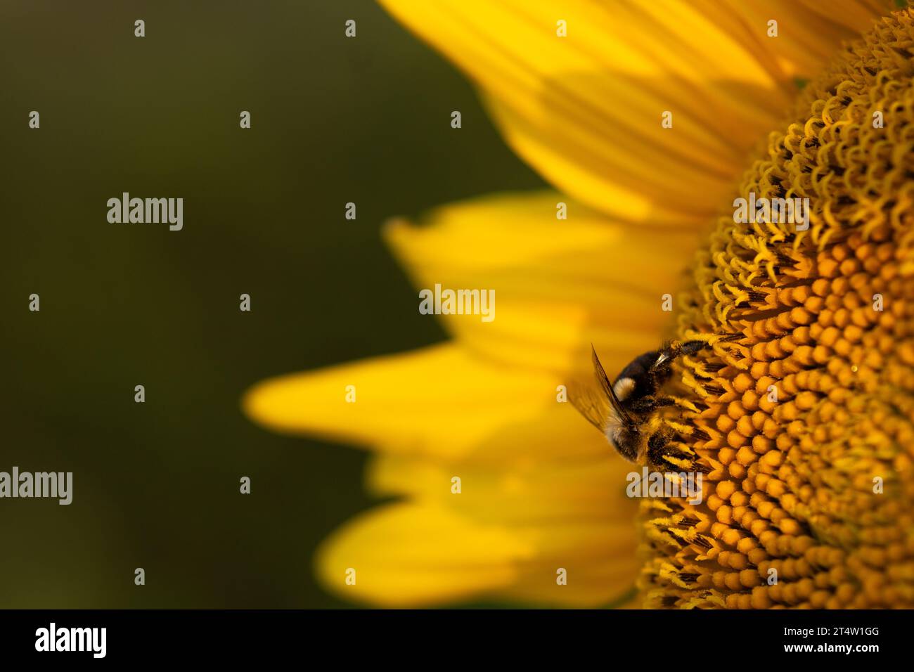 Makrofoto einer Biene, die eine hellgelbe Sonnenblume bestäubt; Nahaufnahme Stockfoto