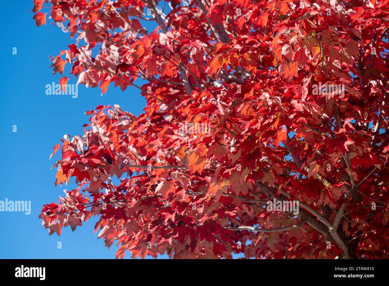 Rote Blätter, Herbstsaison, die Blätter der Bäume werden gelb oder rot und geben warme und herbstliche Farben, die alles schön machen mit vielen warmen Re Stockfoto