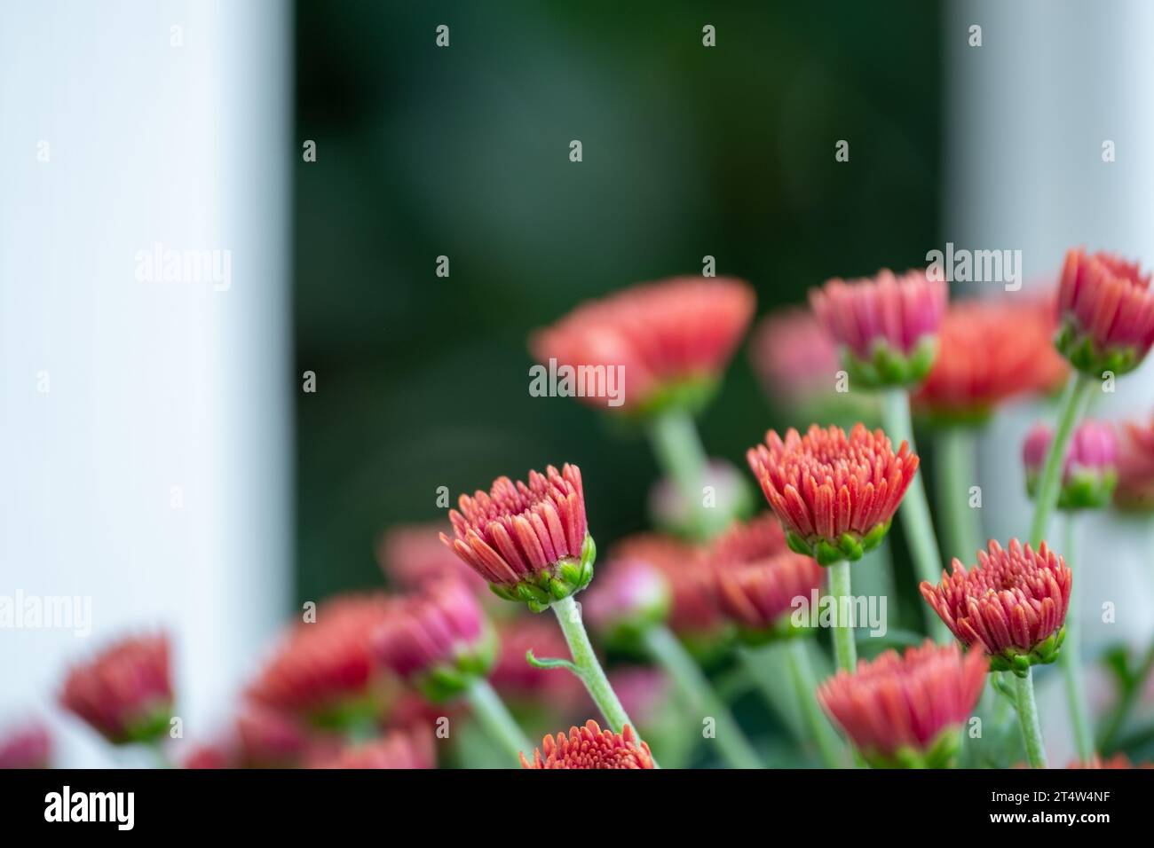 Blühende Gartenmütter mit weißen Zaunpfosten Stockfoto