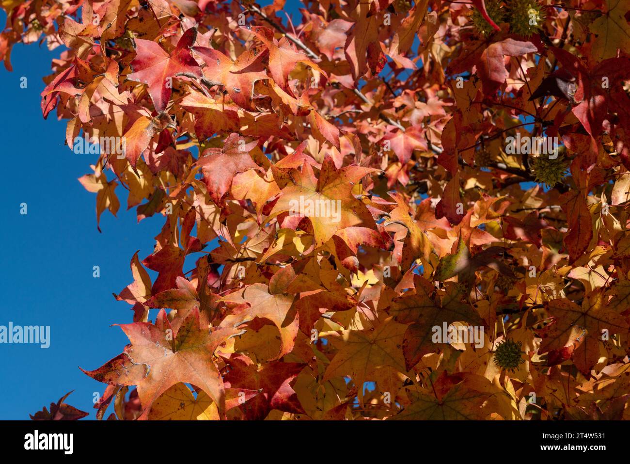 Rote Blätter, Herbstsaison, die Blätter der Bäume werden gelb oder rot und geben warme und herbstliche Farben, die alles schön machen mit vielen warmen Re Stockfoto