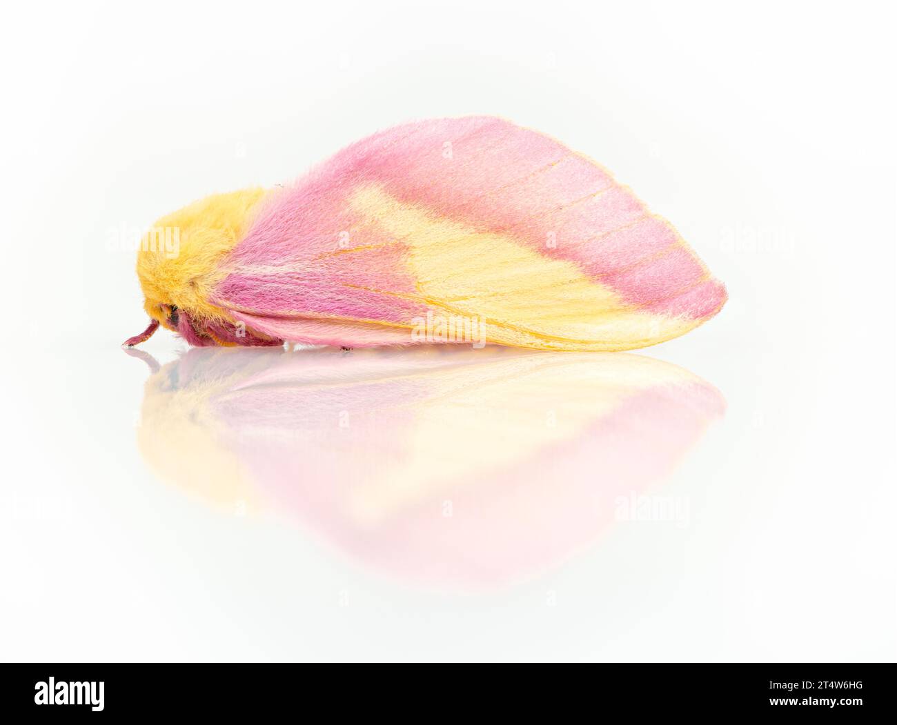 Makro einer rosigen Ahornmotte ( dryocampa rubicunda). Seitenansicht auf weißem Hintergrund. Stockfoto