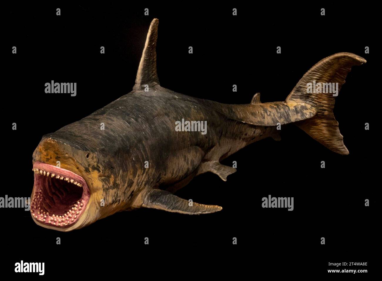 Megalodon Schwarzer Hintergrund (Mofun 2018) Stockfoto