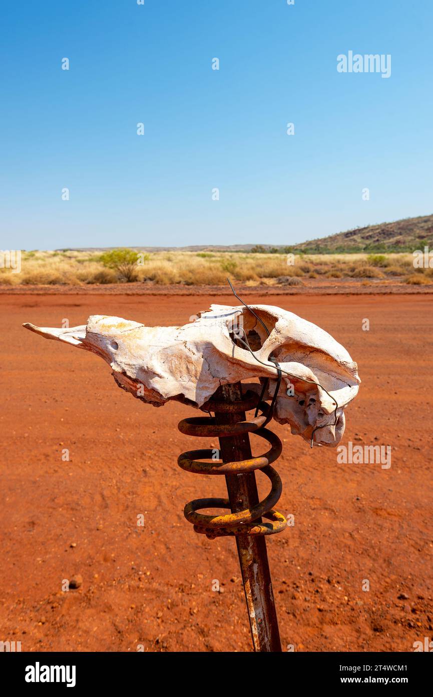 Kamelschädel und eine Feder an einer Stange als Witz für die Skull Springs Road, Pilbara, Western Australia, Australien Stockfoto