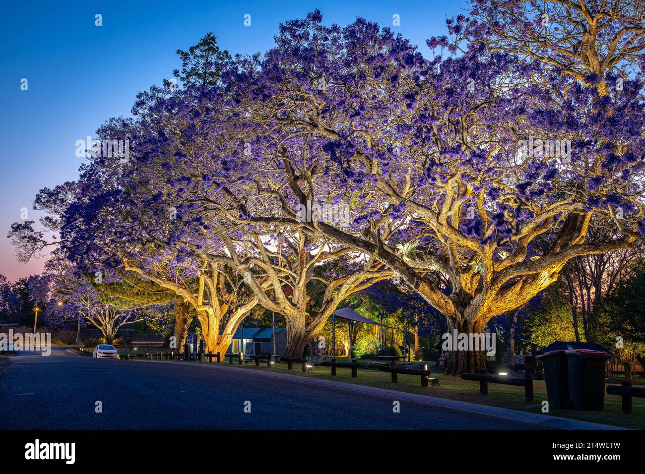 Blühende Jacarandabäume, beleuchtet bei Nacht in Grafton, NSW, Australien Stockfoto