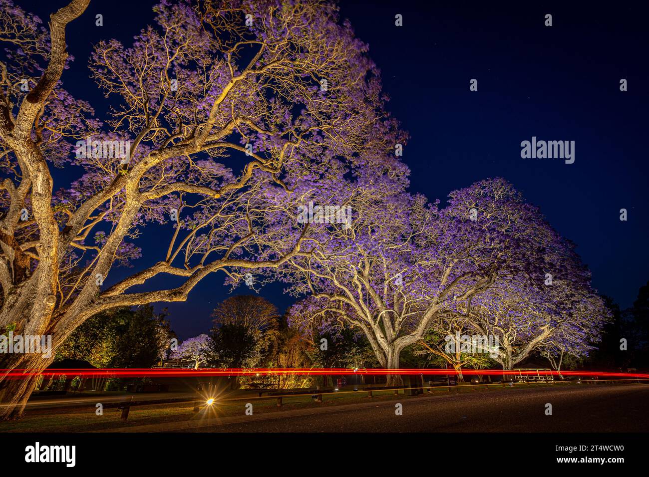 Blühende Jacarandabäume, beleuchtet bei Nacht in Grafton, NSW, Australien Stockfoto