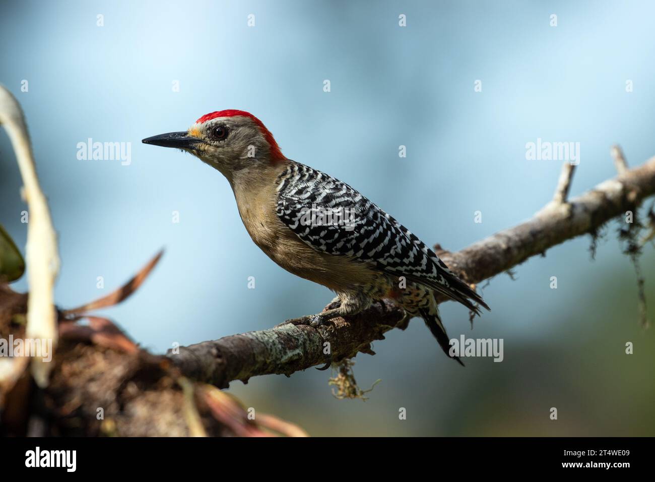 Nahaufnahme des Rotspechtes, der auf einem moosigen Zweig thront, Panama Stockfoto