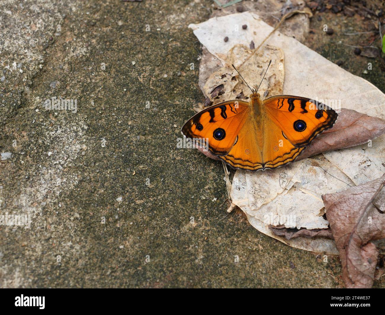 Der Pfauenpanzer ( Junonia almana ) Schmetterling spreizt Flügel auf grauem und braunem Steingrund, Muster ähnlich den Augen auf dem Flügel von orange Farbe Stockfoto