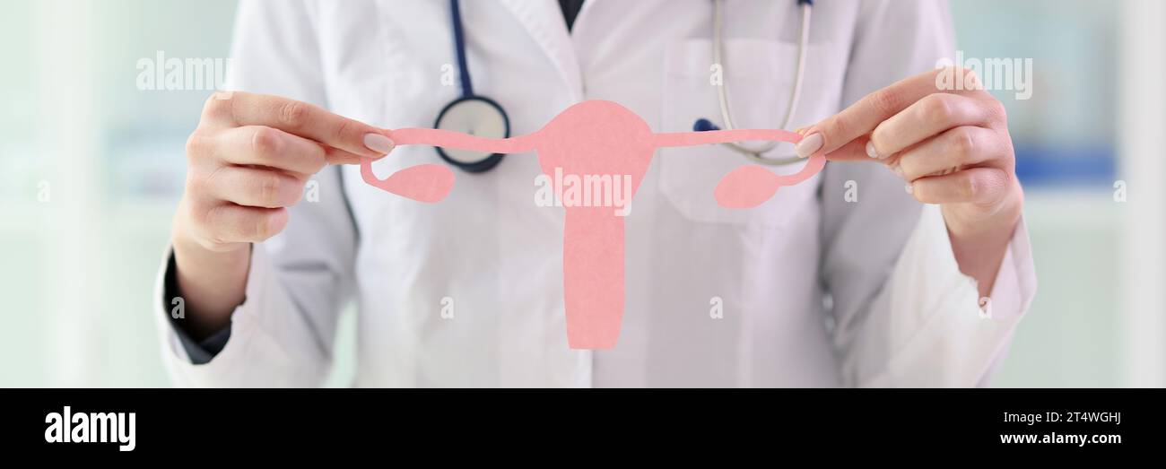 Gynäkologe hält Uterus mit Eierstöcken aus Pappe Stockfoto