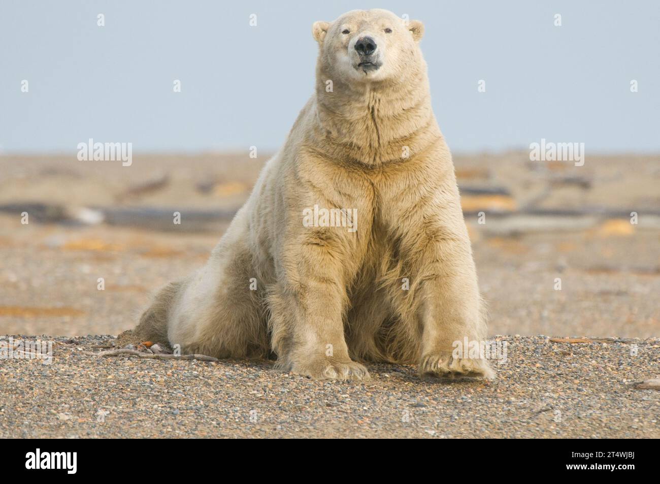 Der Eisbär Ursus maritimus liegt am Ufer der Bernard Nehrung, während er auf das Frosten der 1002 ANWR Alaska wartet Stockfoto