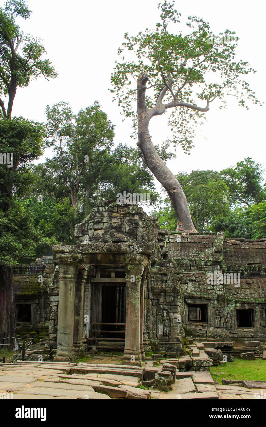 TA Prohm Tempel im Morgenlicht. Teil des Angkor Wat Komplexes, Seam Reap, Kambodscha. Drehort für Tomb Raider. Stockfoto