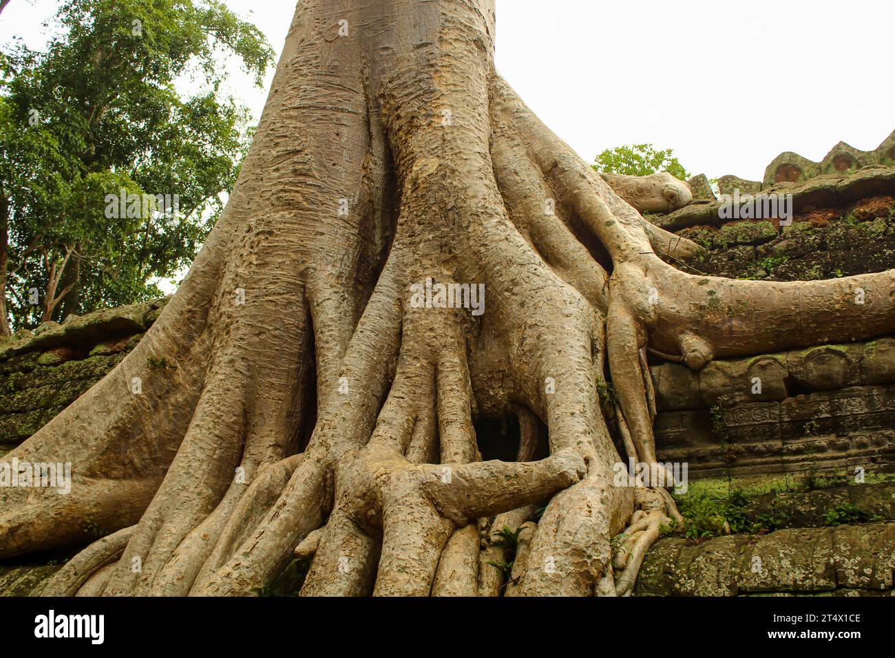 Selektiver Fokus der atemberaubenden Nahaufnahme des Tempels Ta Prohm mit Bäumen, die aus den Ruinen wachsen. TA Prohm ist einer der meistbesuchten Komplexe in Stockfoto