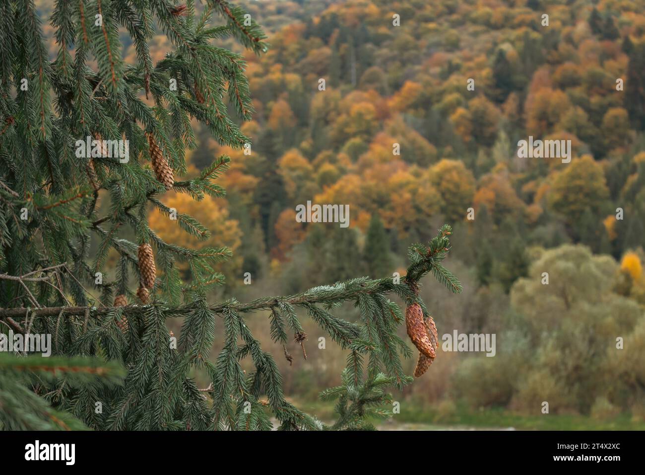 Koniferenzapfen im Herbstwald in den Bergen. Kiefer mit Kegel auf hellem Waldhintergrund. Bergkette mit malerischen Herbstbäumen. Stockfoto