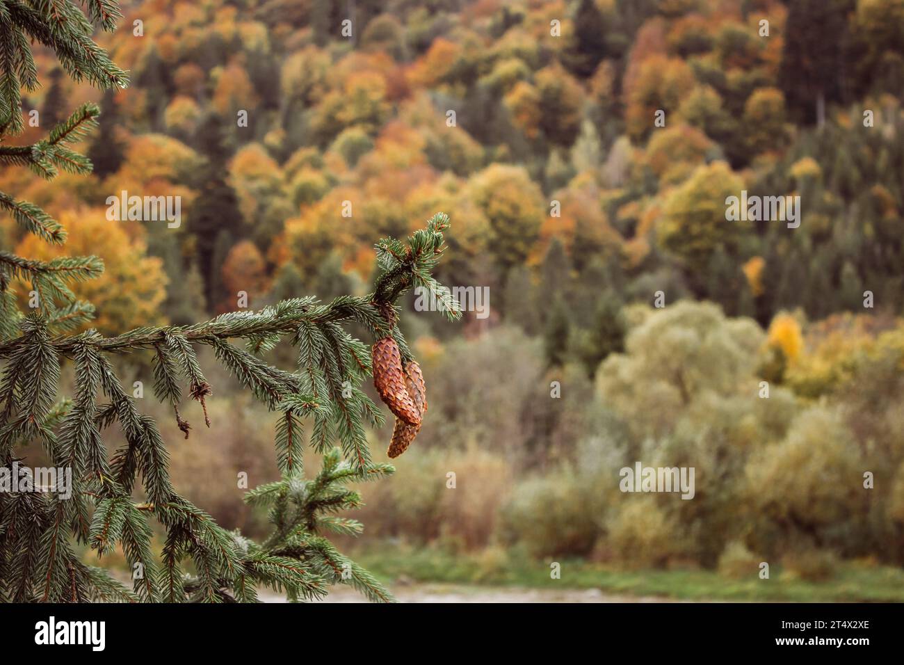 Koniferenzapfen im Herbstwald in den Bergen. Kiefer mit Kegel auf hellem Waldhintergrund. Bergkette mit malerischen Herbstbäumen. Stockfoto