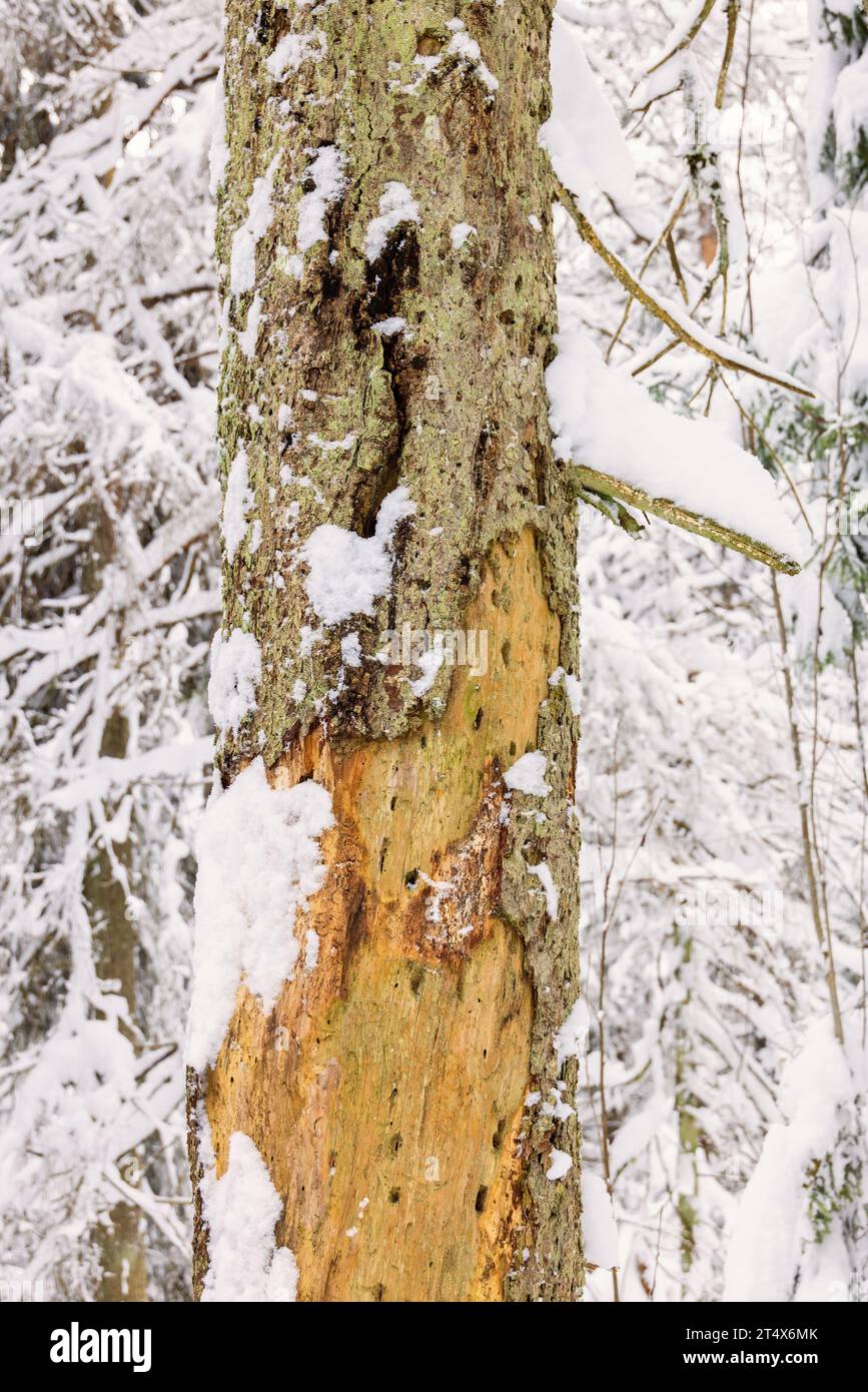 Baumstamm mit Markierungen nach Vögeln im Winterwald Stockfoto